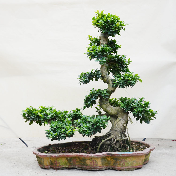 武漢室內花卉植物租擺辦公室植物租擺，武漢辦公室花卉租擺