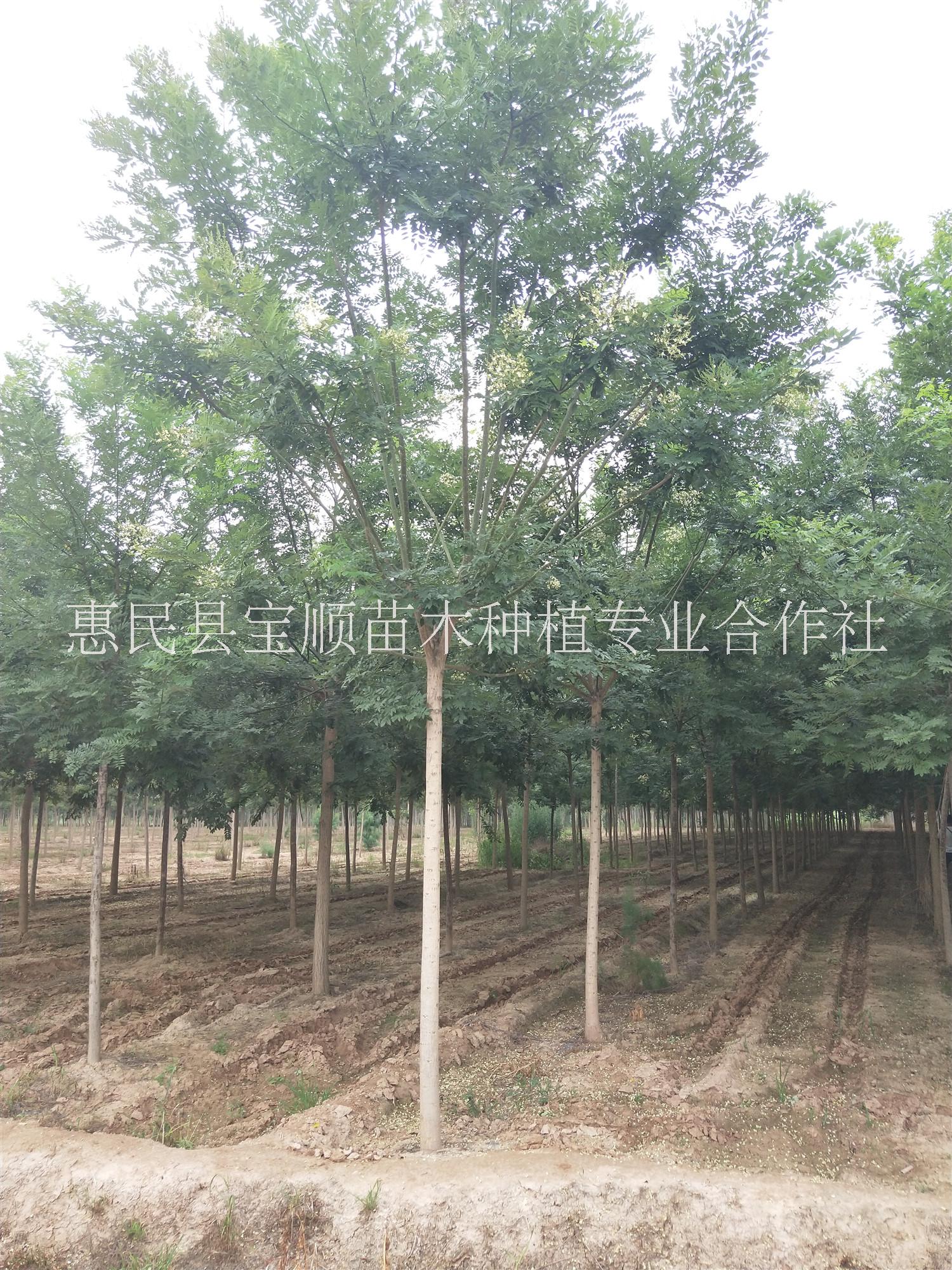白蠟國(guó)槐圖片/白蠟國(guó)槐樣板圖 (2)