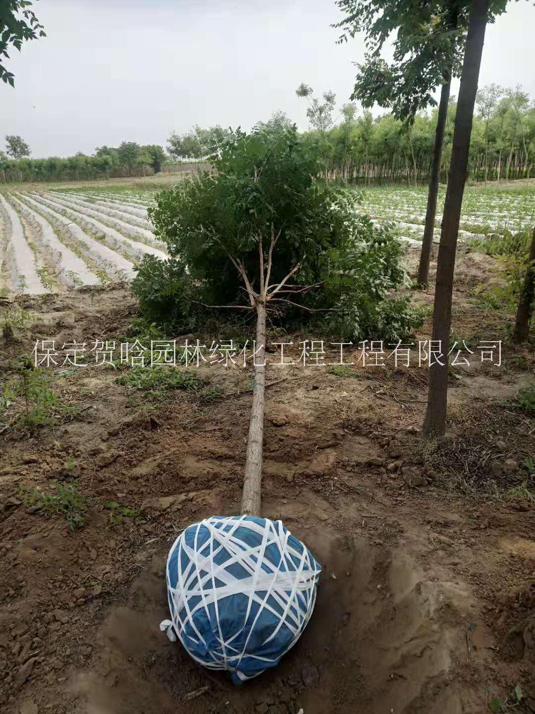 各种规格刺槐批发各种规格刺槐批发_刺槐种植基地_批发