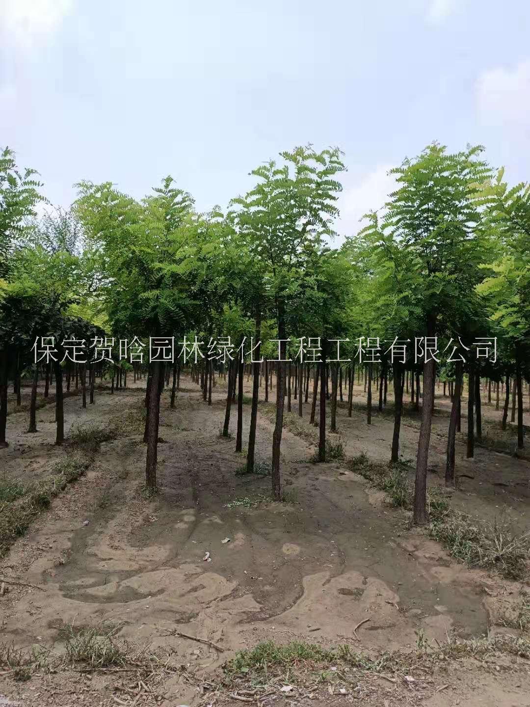 刺槐圖片/刺槐樣板圖 (2)