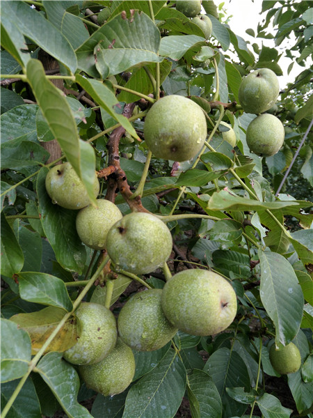 優(yōu)質(zhì)核桃苗圖片