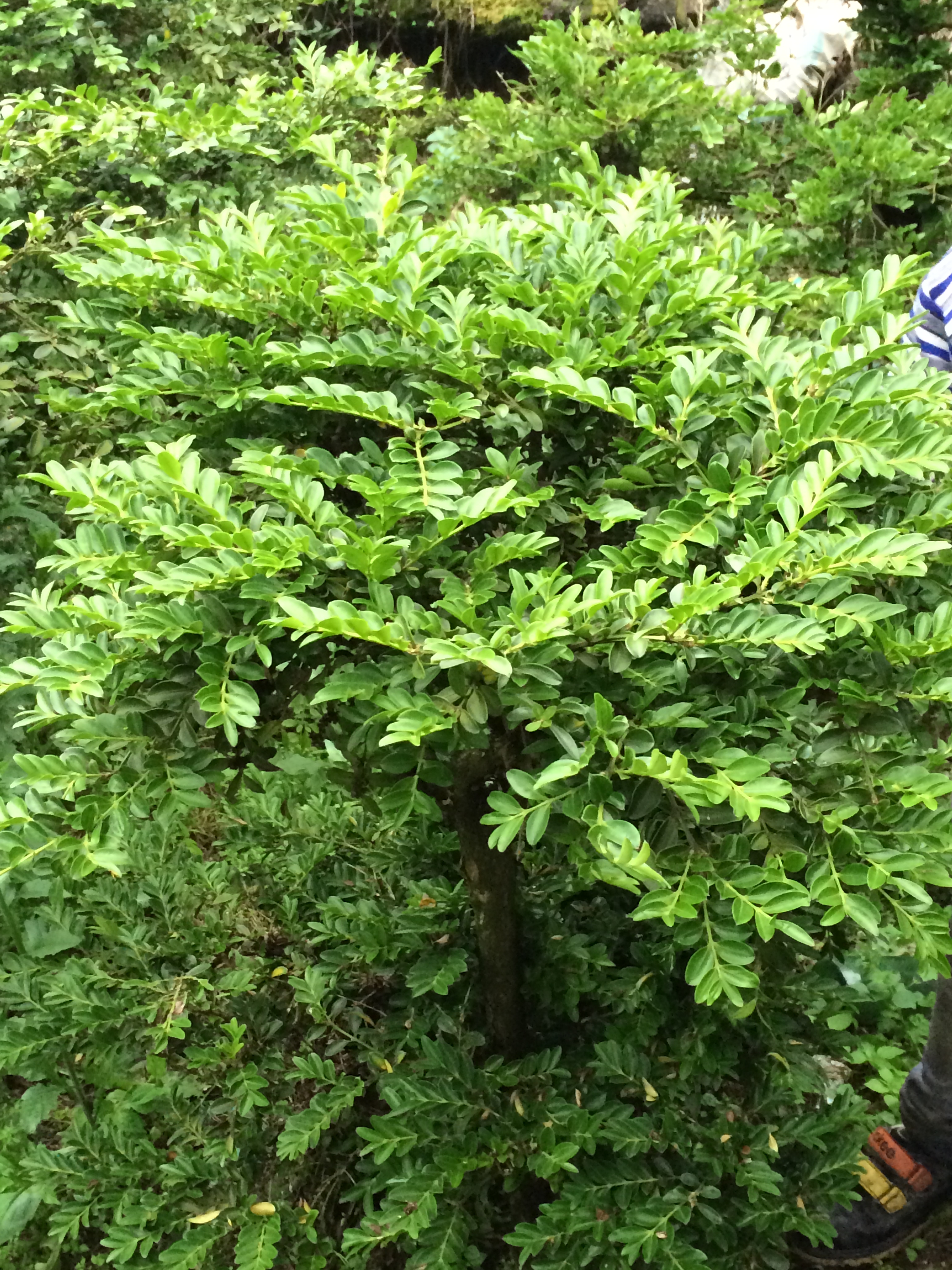 高山黃楊圖片/高山黃楊樣板圖 (1)