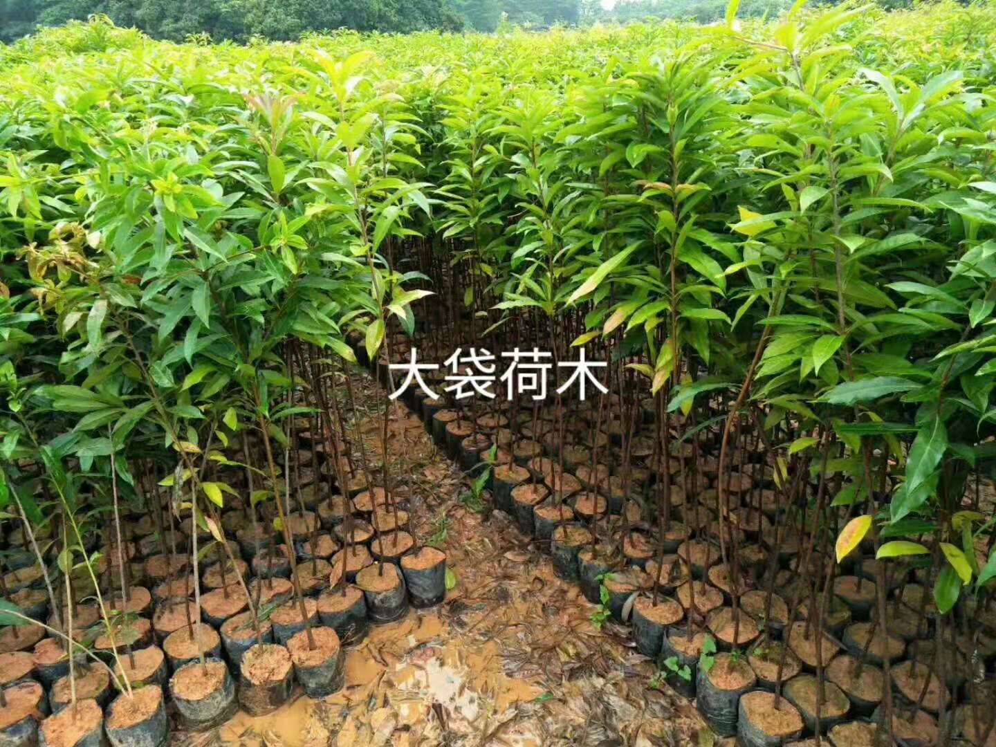 佛山木荷种植批发价格