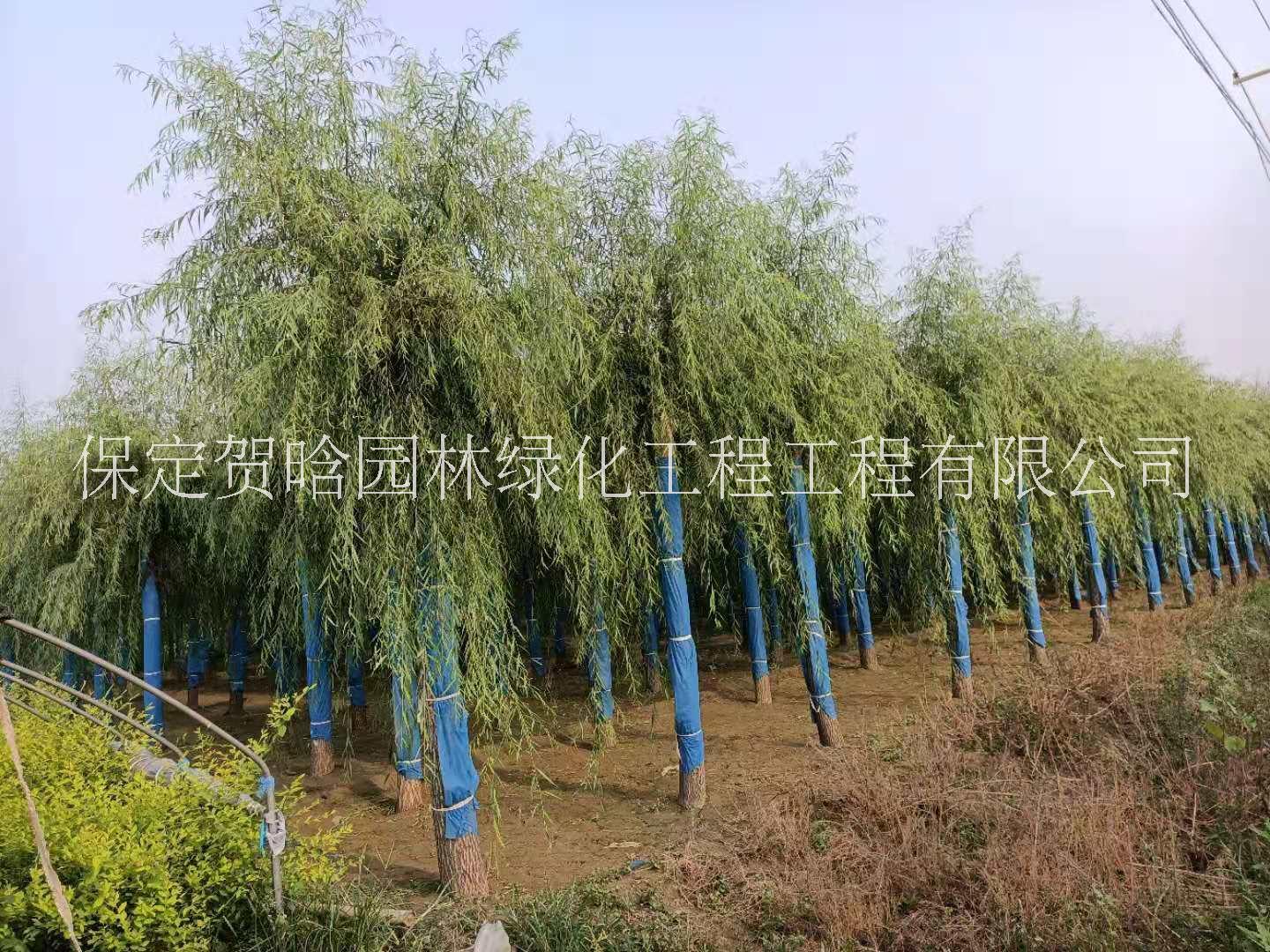 垂柳圖片/垂柳樣板圖 (4)
