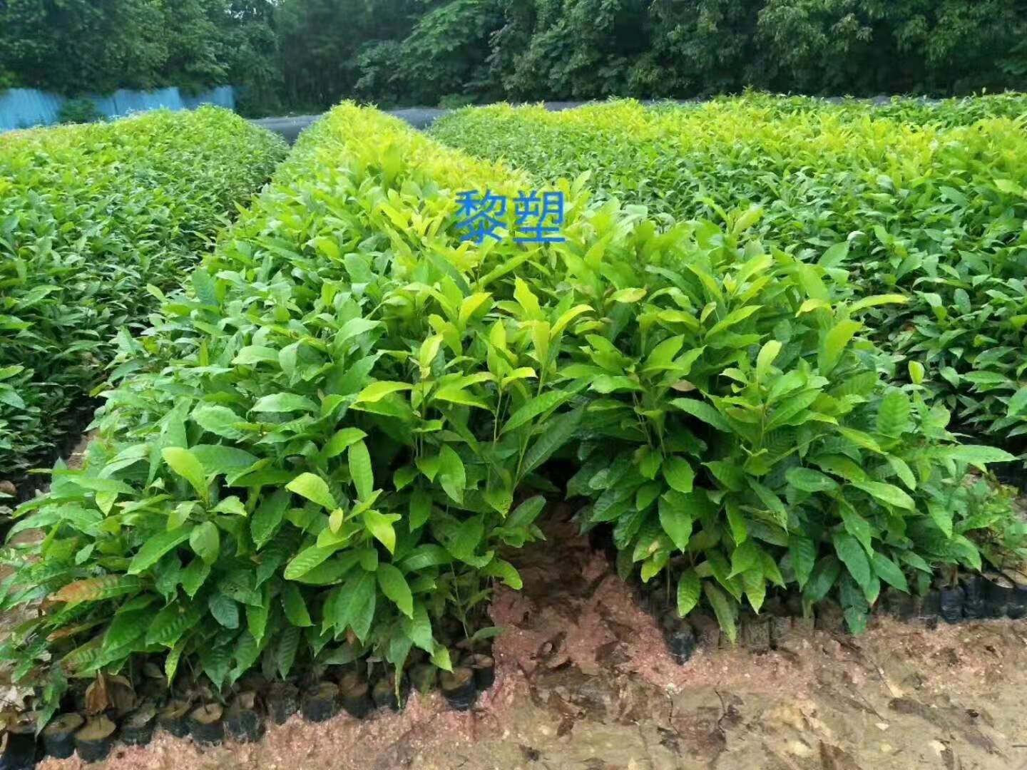 廣州火力楠種苗|袋苗|基地直銷|批發(fā)價格|報價|供應(yīng)|高存活率