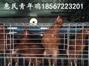 青年雞養(yǎng)殖場(chǎng),鶴壁青年雞養(yǎng)殖場(chǎng),鶴壁青年雞養(yǎng)殖場(chǎng)位置