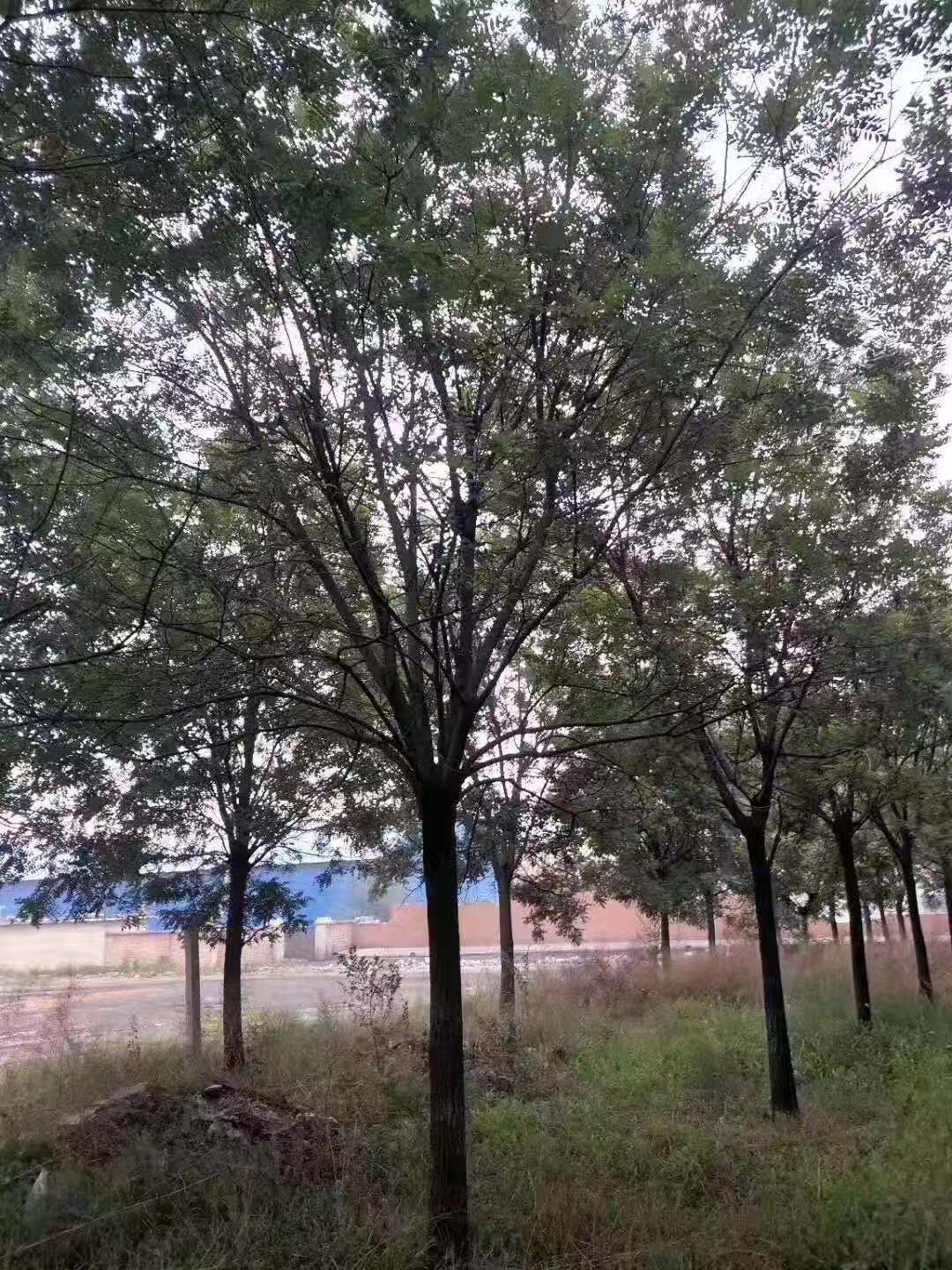 8公分國槐圖片/8公分國槐樣板圖 (3)
