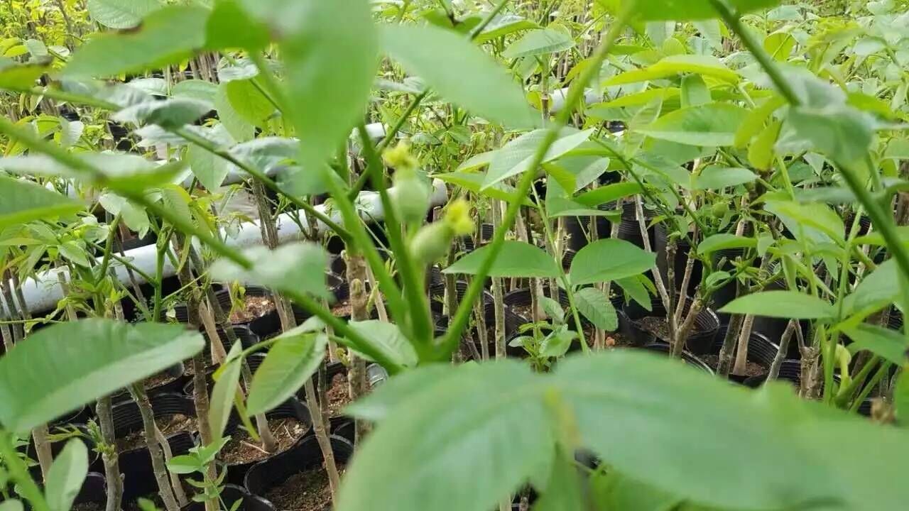 優(yōu)質(zhì)核桃苗 冠核一號核桃苗銷售