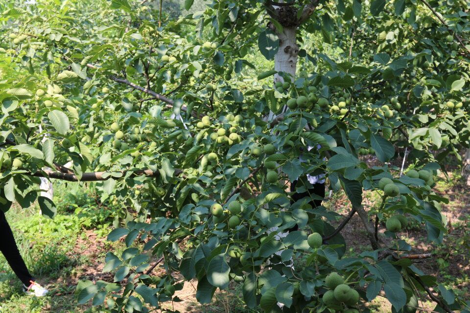 核核桃圖片/核核桃樣板圖 (1)