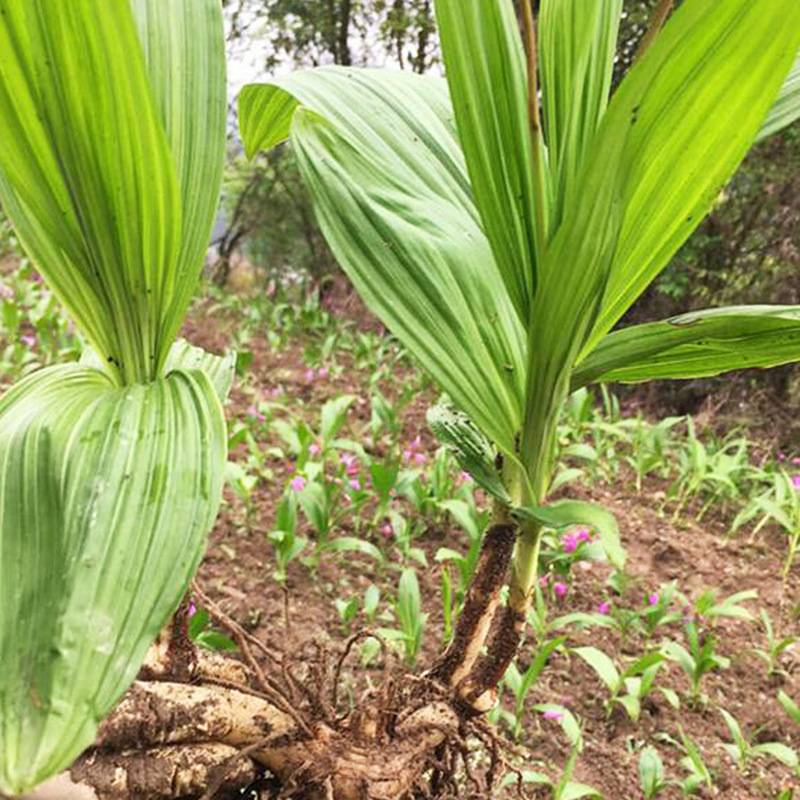 白芨种植基地白芨种苗出售