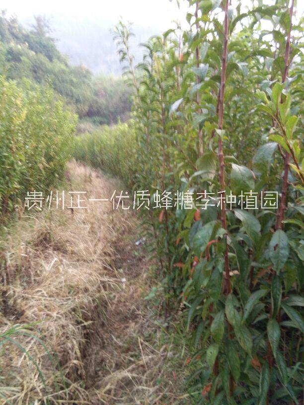 蜂糖圖片/蜂糖樣板圖 (4)