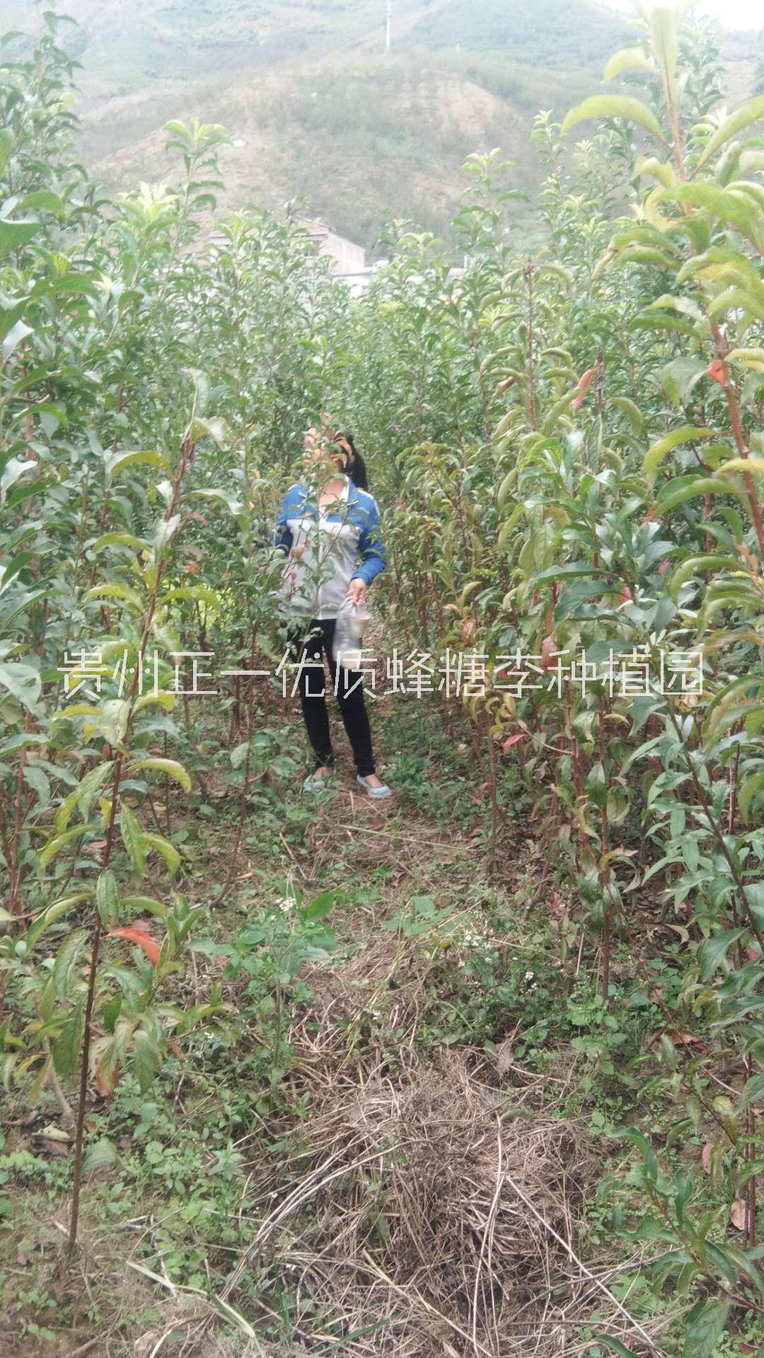 蜂糖圖片/蜂糖樣板圖 (3)