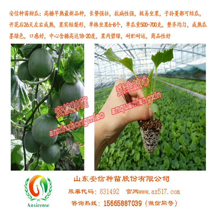 甜瓜苗就選安信種苗，安信種苗*品牌