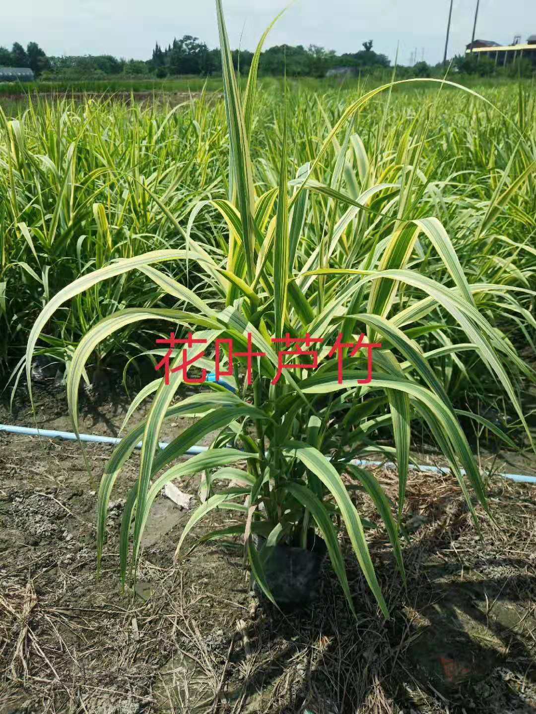 水生植物圖片/水生植物樣板圖 (4)