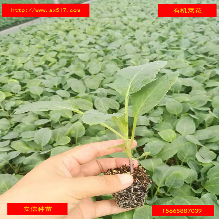 有機(jī)菜花苗圖片/有機(jī)菜花苗樣板圖 (1)