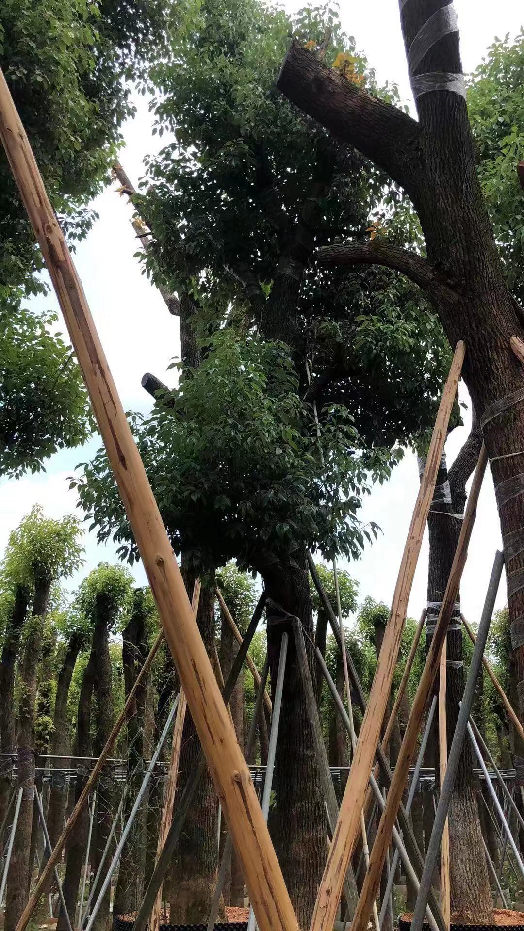 揭陽香樟圖片/揭陽香樟樣板圖 (2)