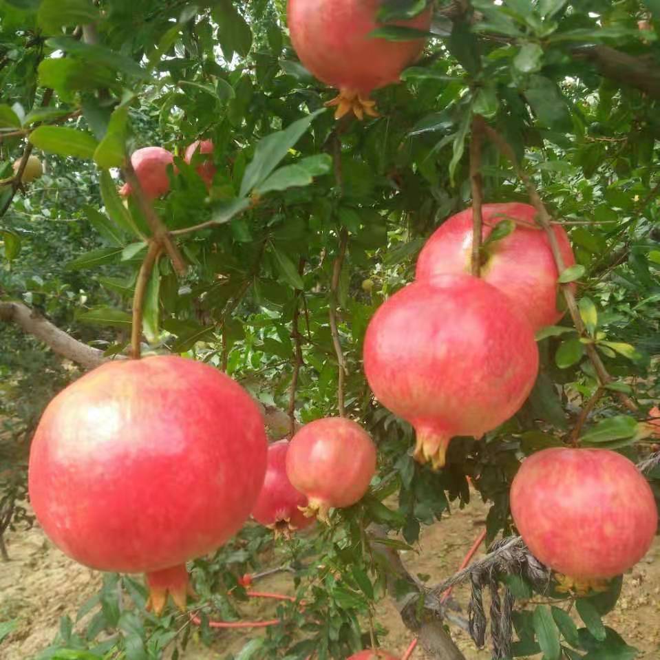 河陰軟籽石榴采摘園—批發(fā)商—供應(yīng)商—種植