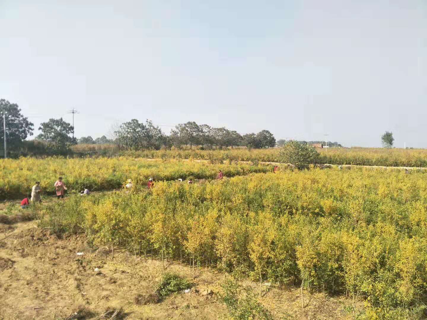 突尼斯軟籽圖片/突尼斯軟籽樣板圖 (3)