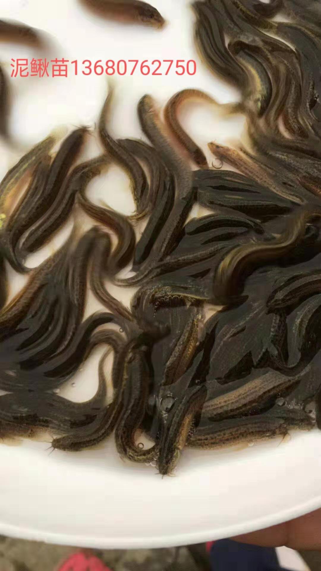 泥鰍魚苗圖片/泥鰍魚苗樣板圖 (1)