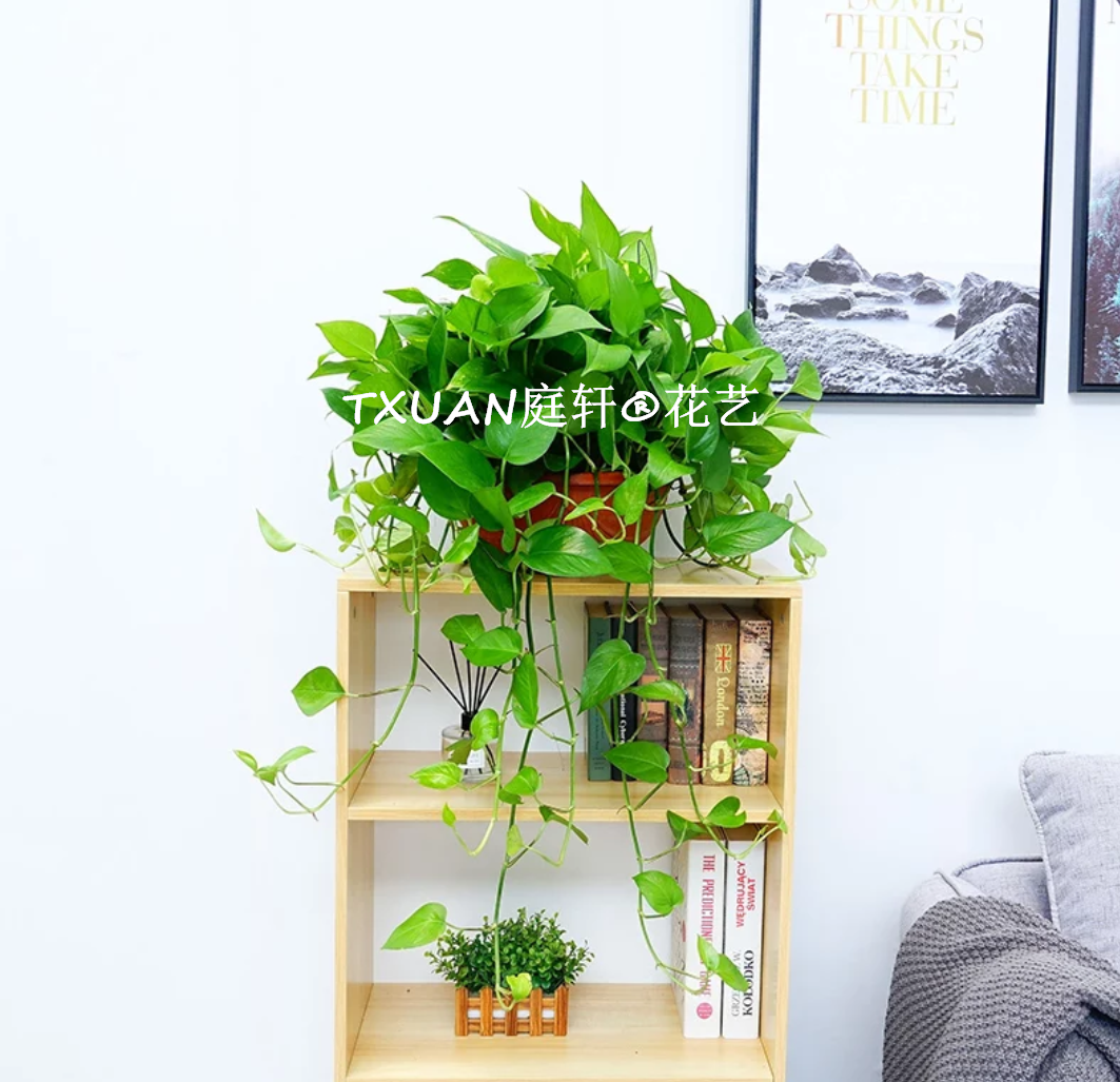 大葉綠蘿圖片/大葉綠蘿樣板圖 (2)