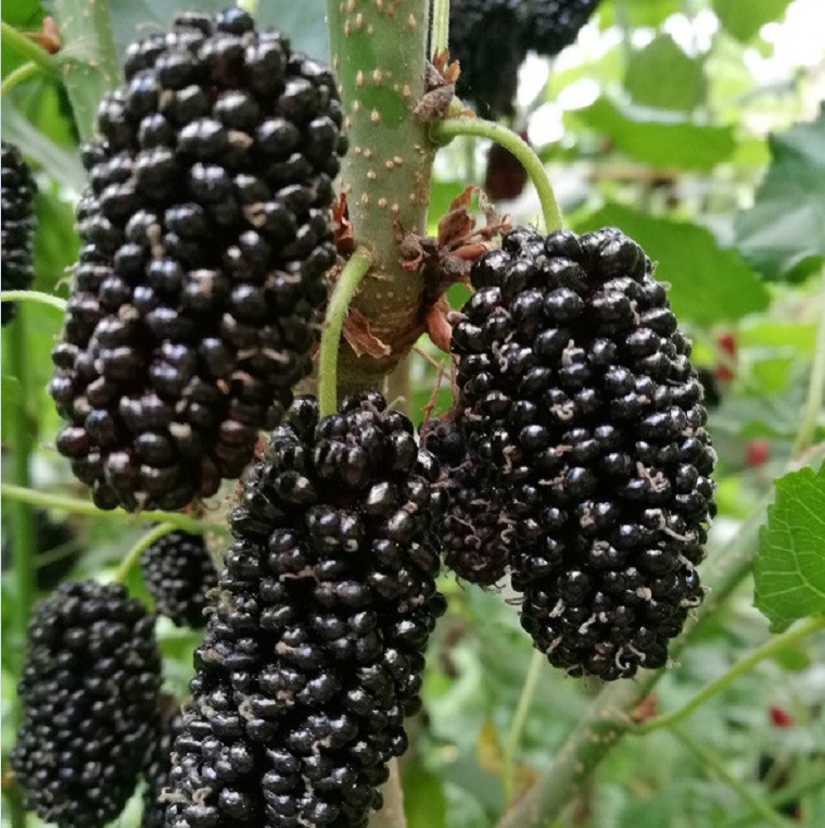 桑葚種苗圖片