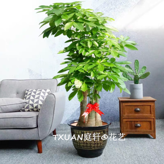 三杆发财树-广州TXUAN庭轩®花艺品牌 免费设计 广州植物租摆花木养护公司 图片