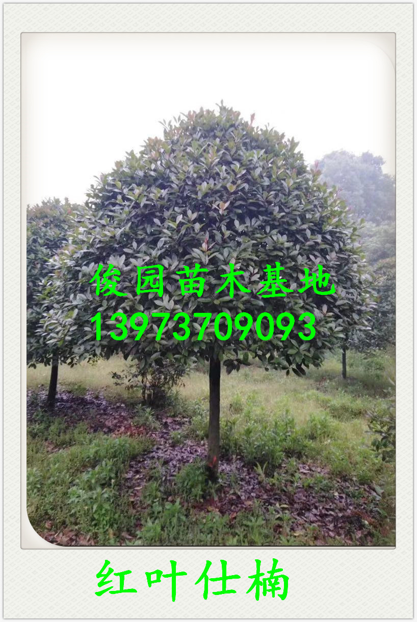 益陽紅葉仕楠種植圖片/益陽紅葉仕楠種植樣板圖 (2)