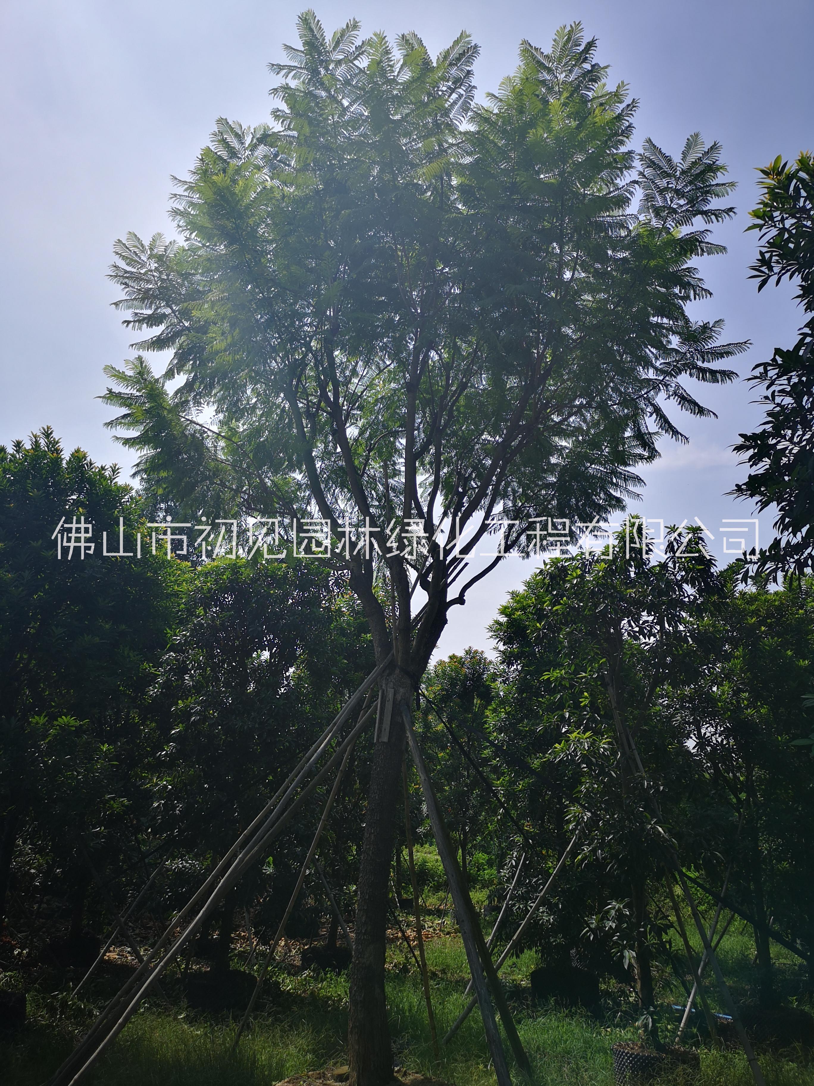 自產(chǎn)自銷苗木圖片/自產(chǎn)自銷苗木樣板圖 (1)