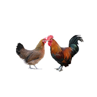 廣西黑瑤雞苗養(yǎng)殖圖片/廣西黑瑤雞苗養(yǎng)殖樣板圖 (3)