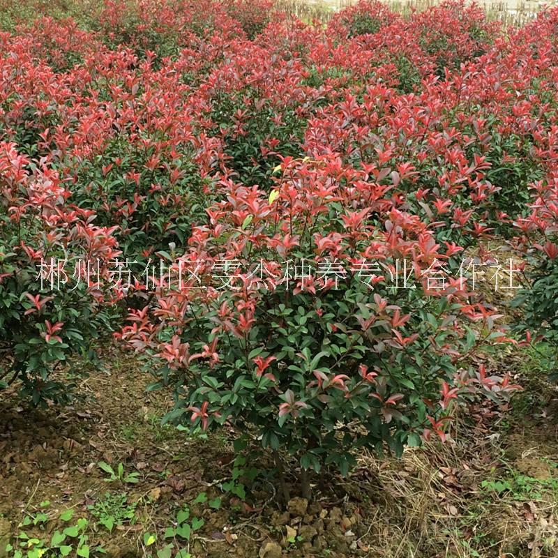 湖南郴州苗圃基地各种绿化小苗批发出售18975566562图片