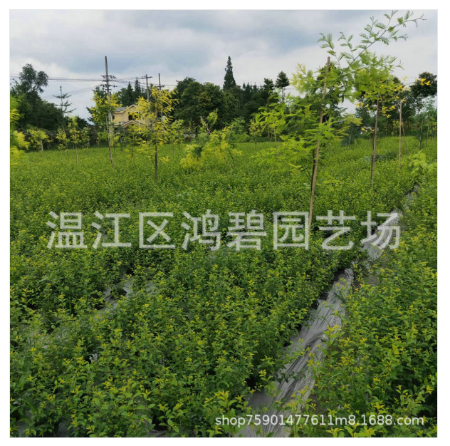 紅花繼木圖片/紅花繼木樣板圖 (3)