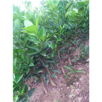 福建福州臍橙苗種植基地_福建福州臍橙苗種植批發(fā)價格_【福建省古田縣特優(yōu)果苗場】