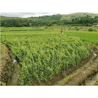 福建宁德李子苗种植基地图片