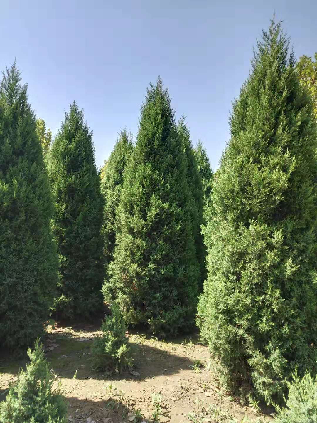 河北望都塔快圖片/河北望都塔快樣板圖 (1)