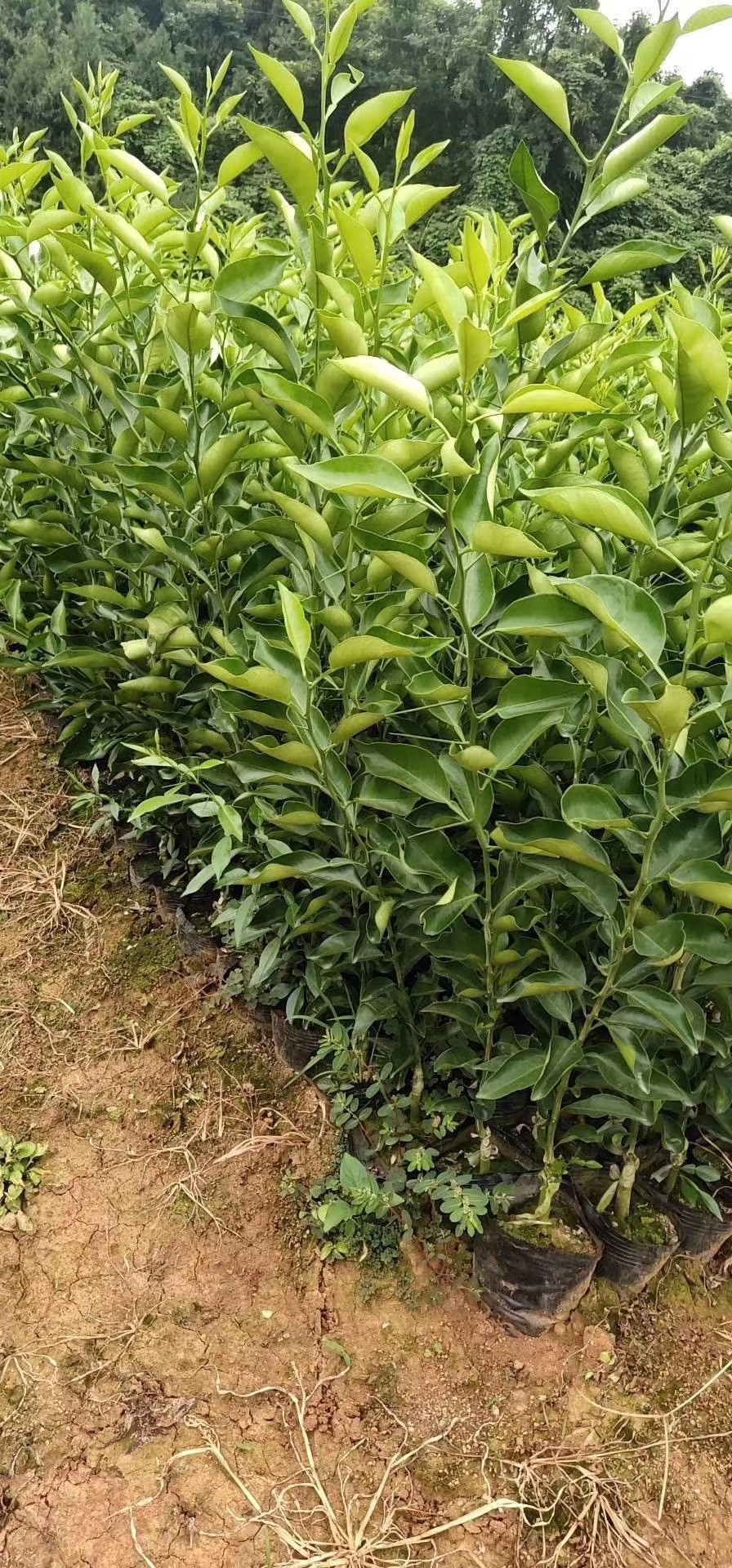 福建明日見(jiàn)雜柑種植圖片/福建明日見(jiàn)雜柑種植樣板圖 (4)