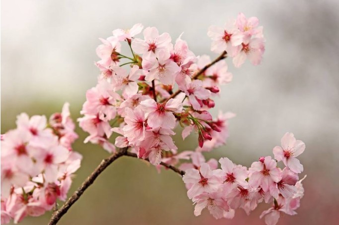 臺(tái)灣牡丹櫻圖片/臺(tái)灣牡丹櫻樣板圖 (1)