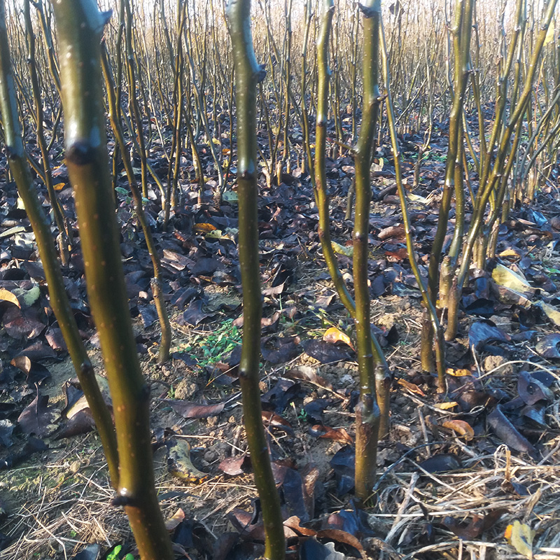 梨苗圖片/梨苗樣板圖 (3)