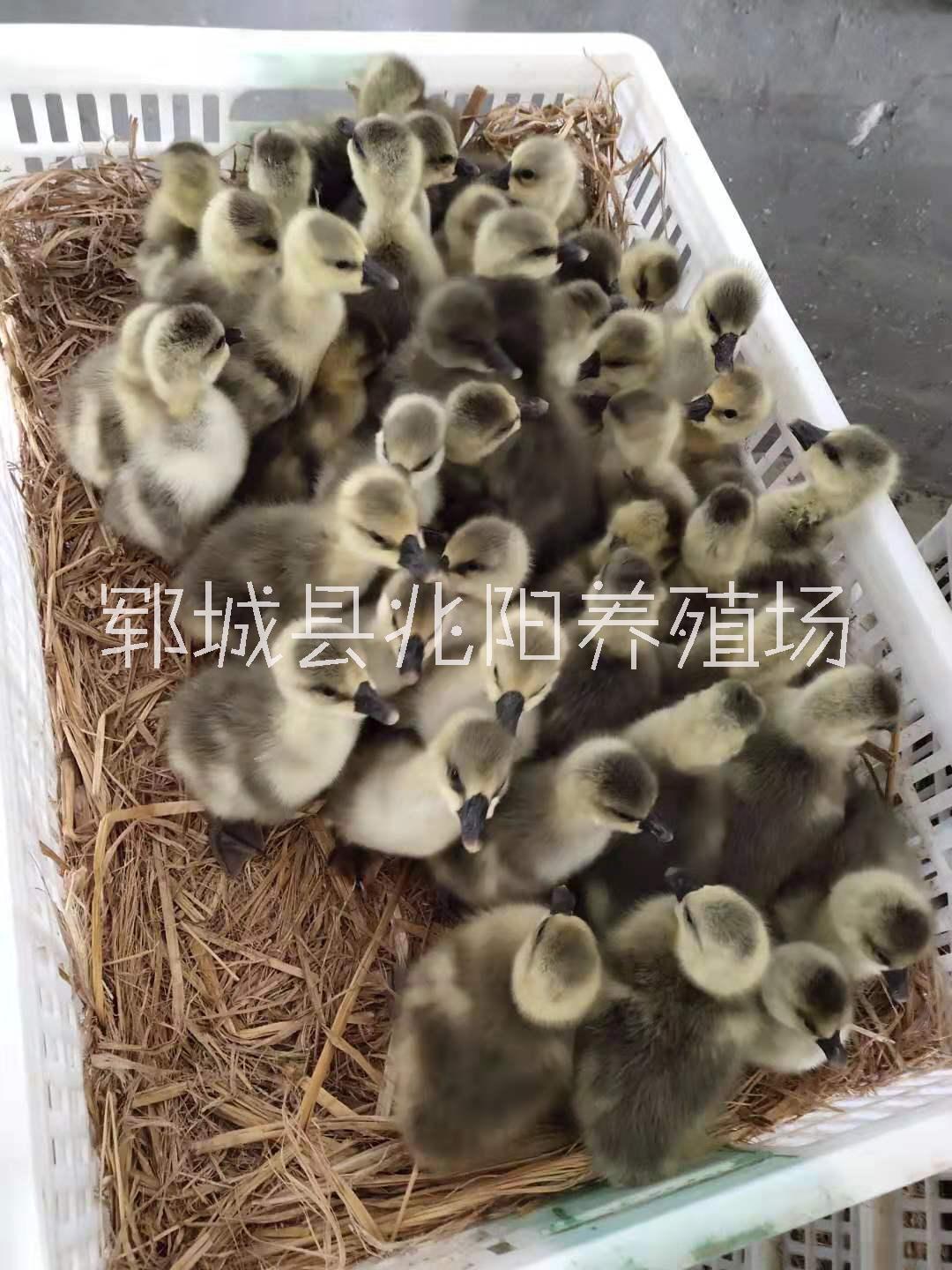 內(nèi)蒙古雜交鵝圖片