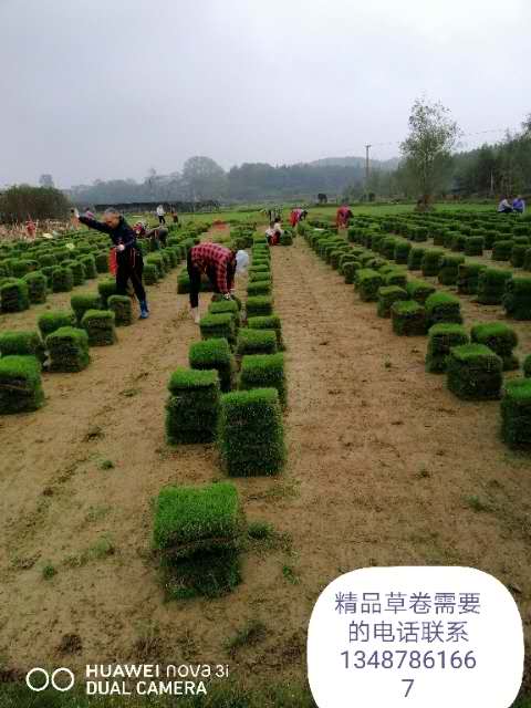 贵州马尼拉草坪种植基地-贵州马尼拉草坪批发价格-【友谊草坪苗木基地】图片