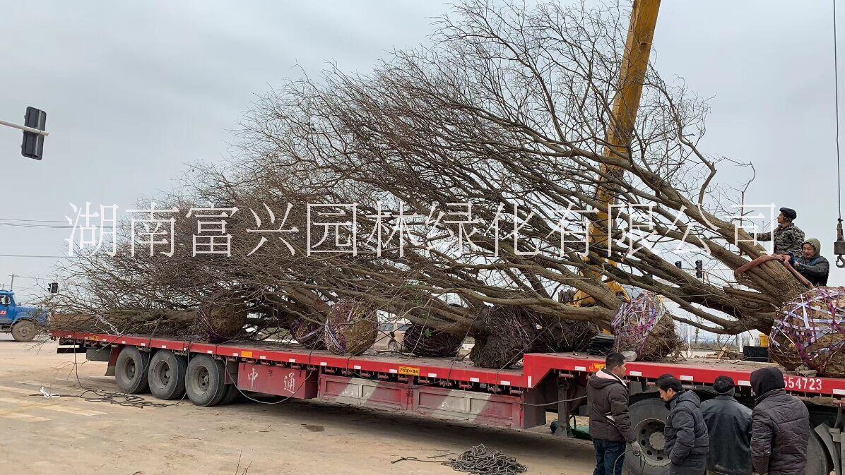 多桿烏桕叢生烏桕湖南烏桕供應(yīng)商報(bào)價(jià)