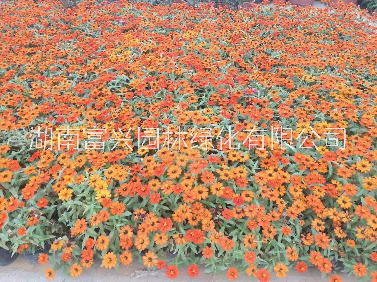 嫁接月季圖片/嫁接月季樣板圖 (3)