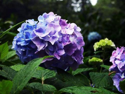 繡球花圖片/繡球花樣板圖 (4)