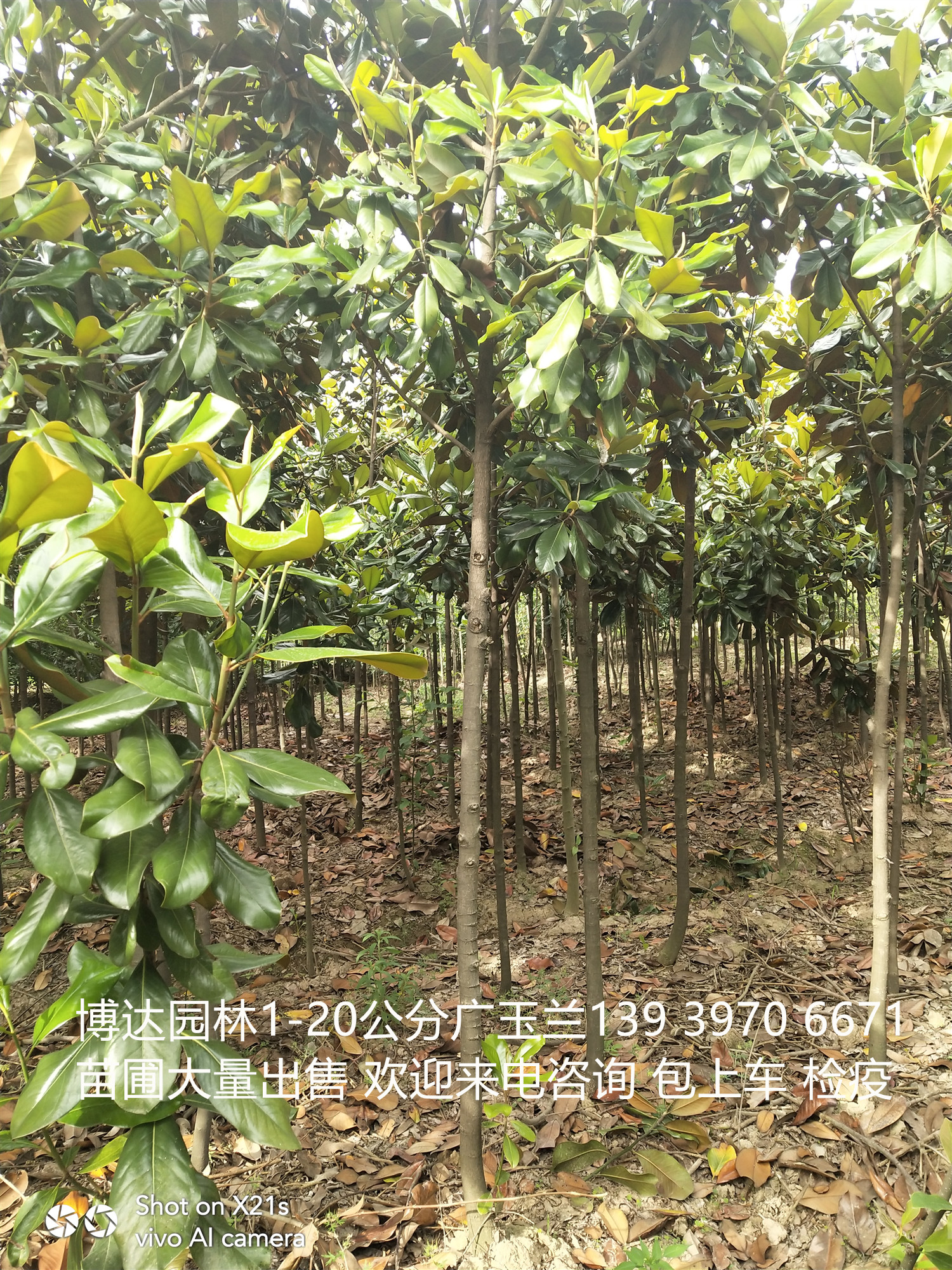 广玉兰树苗供应广玉兰树苗种植基地