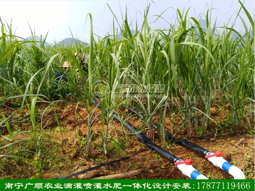 廣西南寧甘蔗圖片/廣西南寧甘蔗樣板圖 (1)