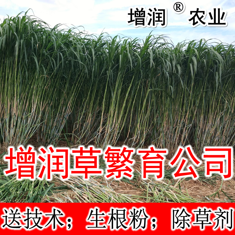增潤(rùn)草種節(jié)包郵圖片