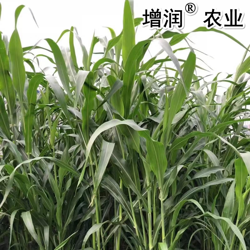 高粱種子圖片/高粱種子樣板圖 (4)