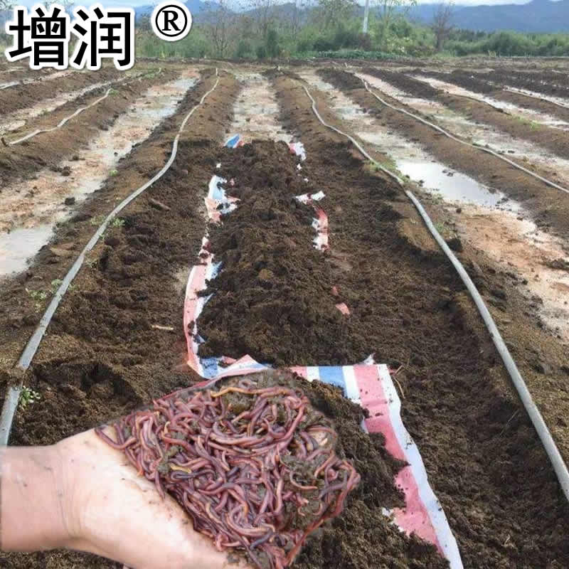 蚯蚓種圖片/蚯蚓種樣板圖 (3)