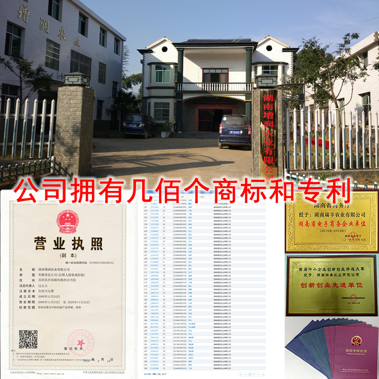 皇竹草種圖片/皇竹草種樣板圖 (4)