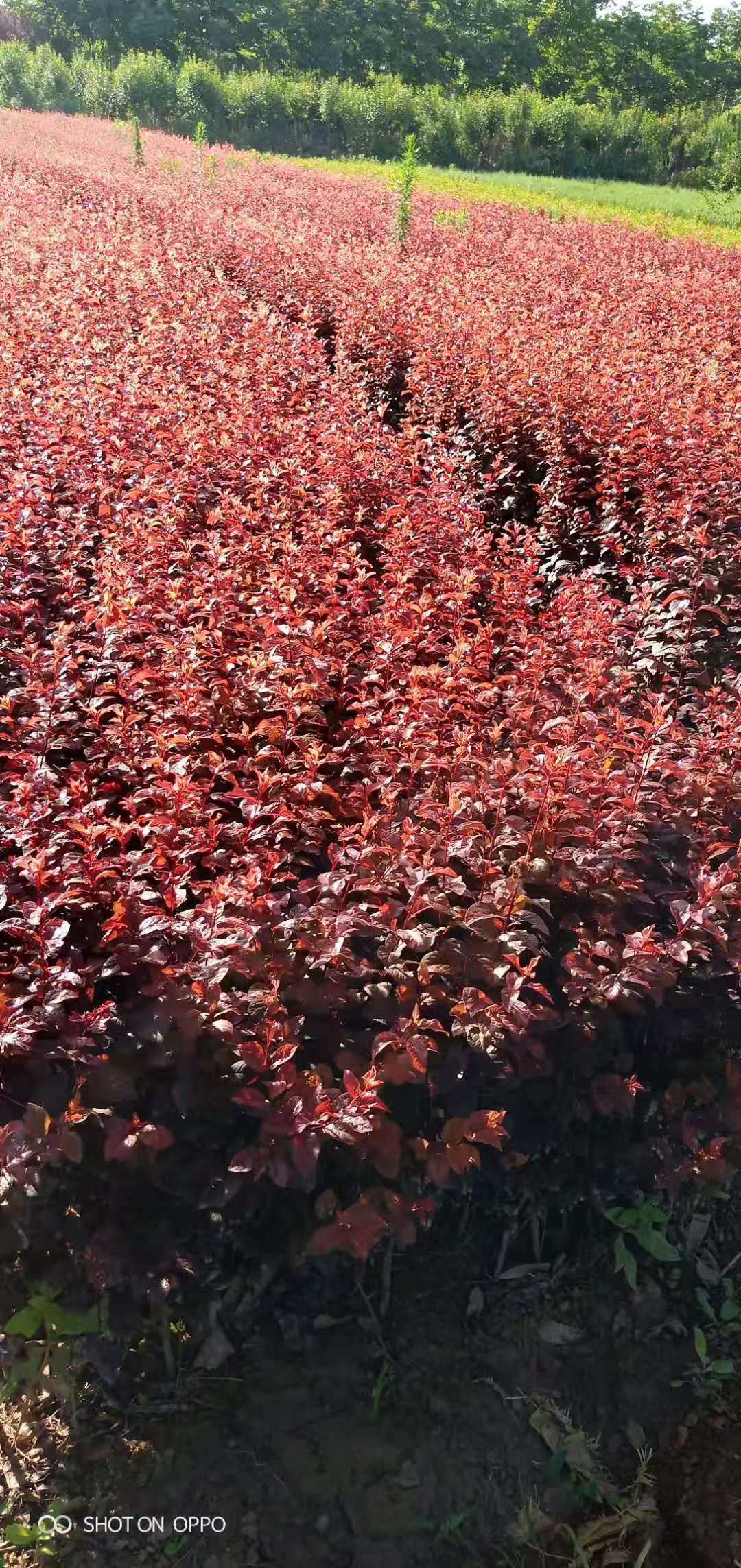 红叶李苗木场/未央区红叶李栽培基地/临潼区红叶李苗木种植基地电话图片