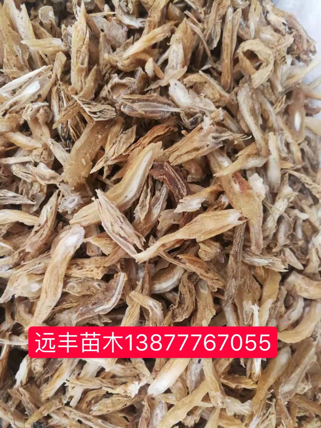 绍兴市百部苗哪里有-价格-电话图片